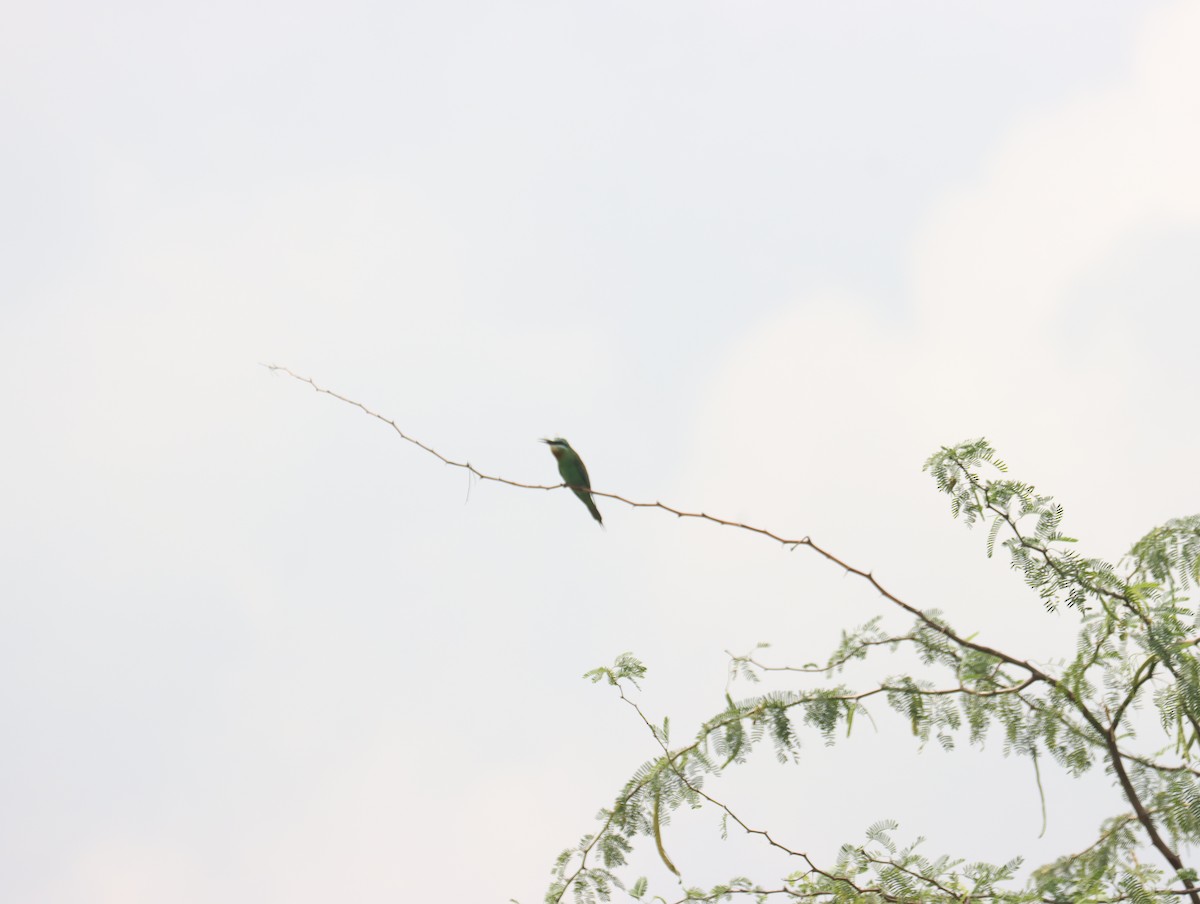 Blue-cheeked Bee-eater - ML611391007
