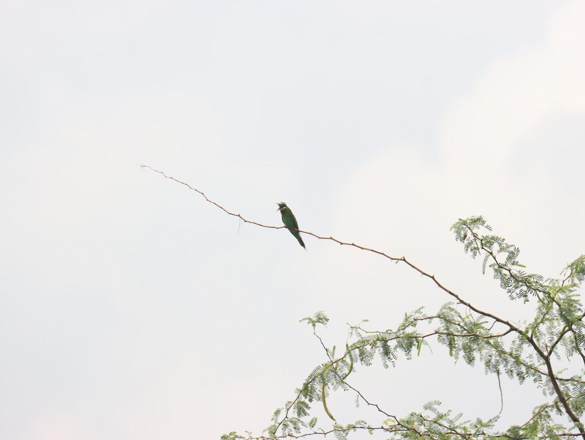 Blue-cheeked Bee-eater - ML611391008