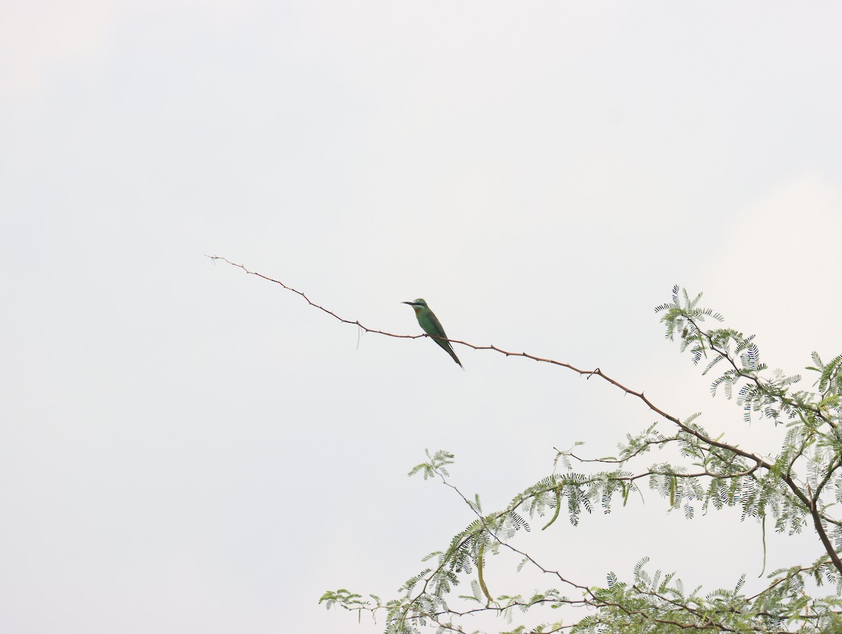 Blue-cheeked Bee-eater - ML611391009