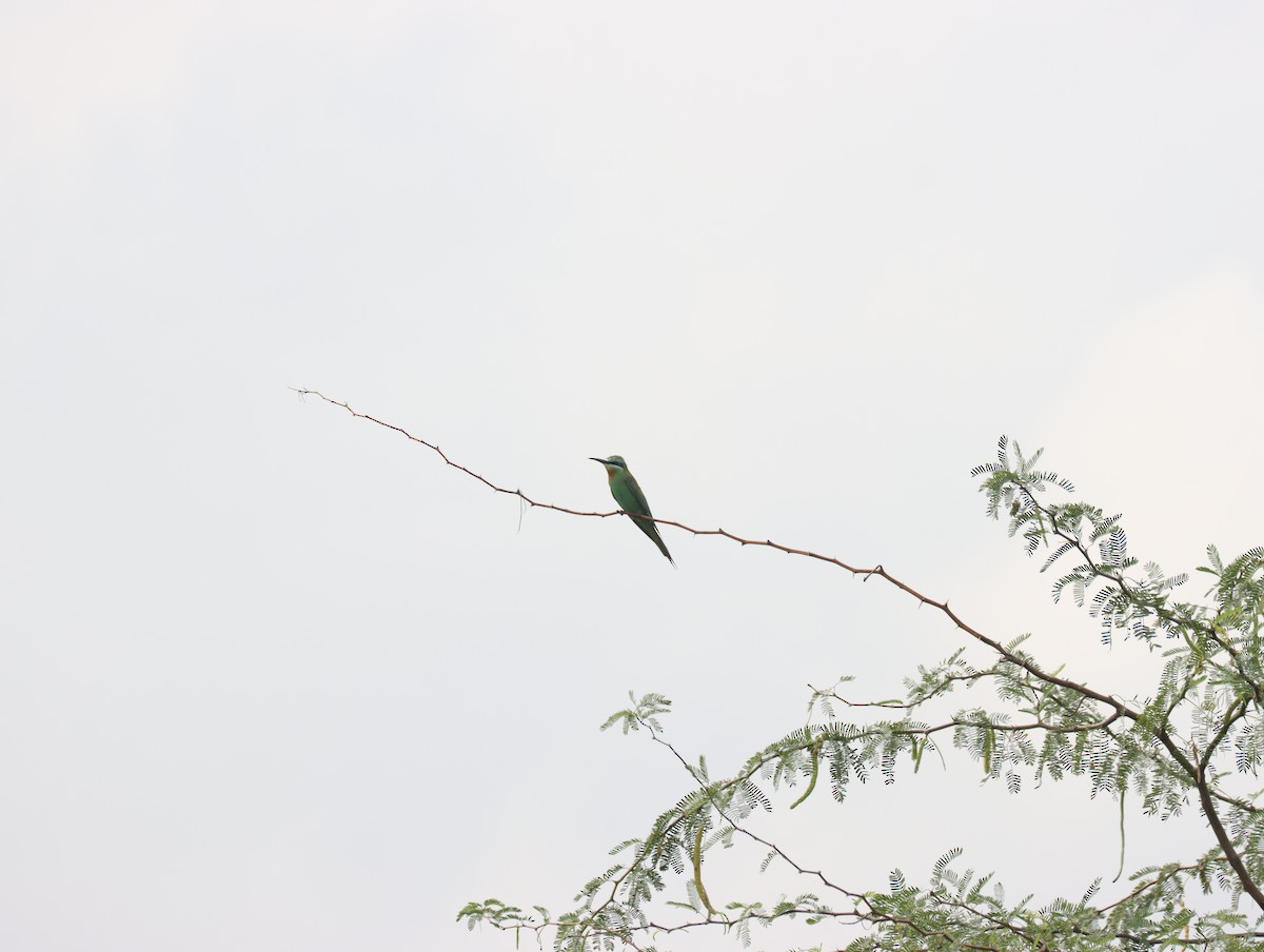 Blue-cheeked Bee-eater - ML611391010