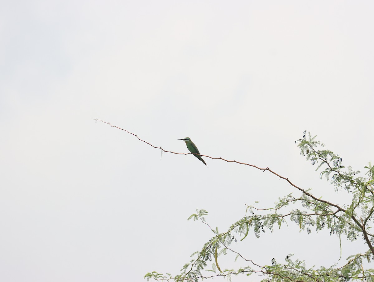 Blue-cheeked Bee-eater - ML611391011