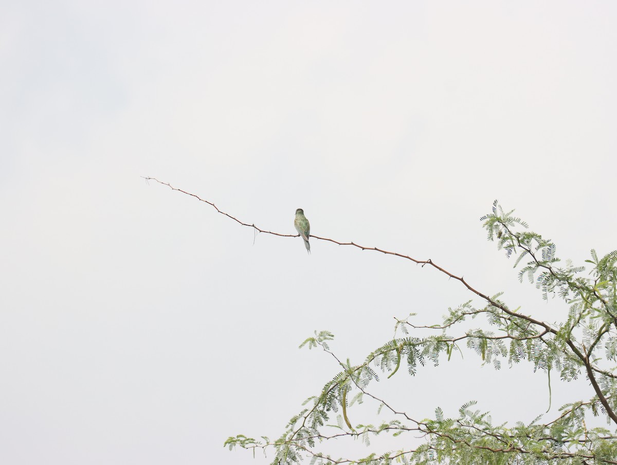 Blue-cheeked Bee-eater - ML611391012