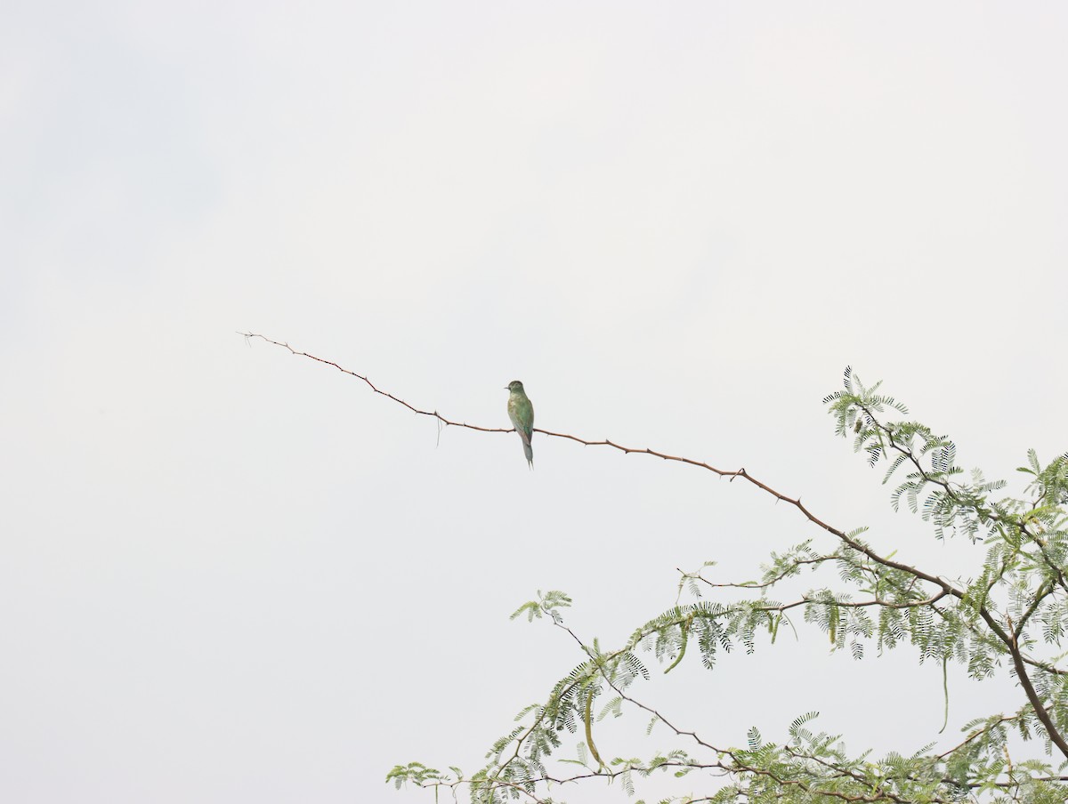 Blue-cheeked Bee-eater - ML611391013