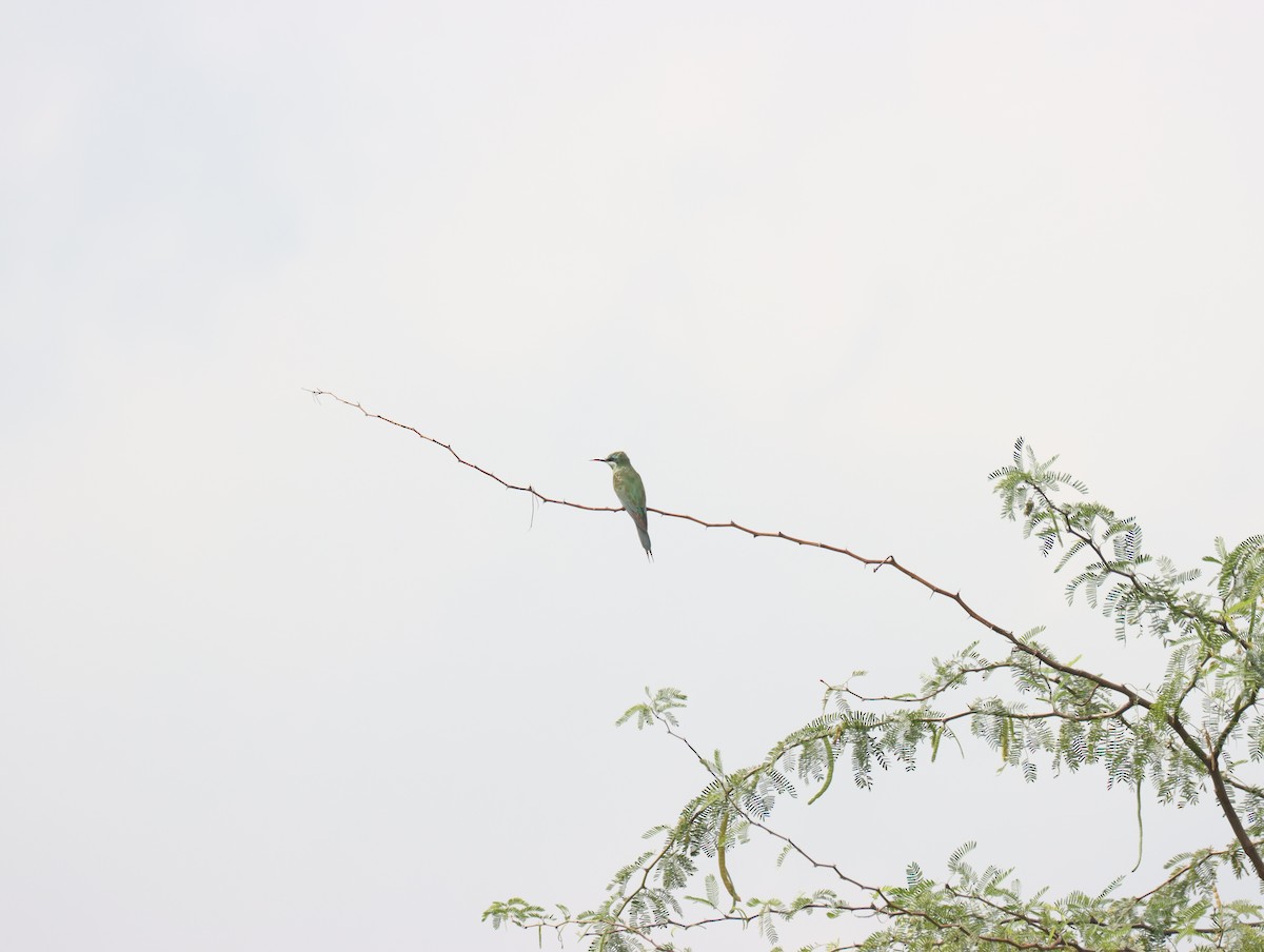 Blue-cheeked Bee-eater - ML611391014