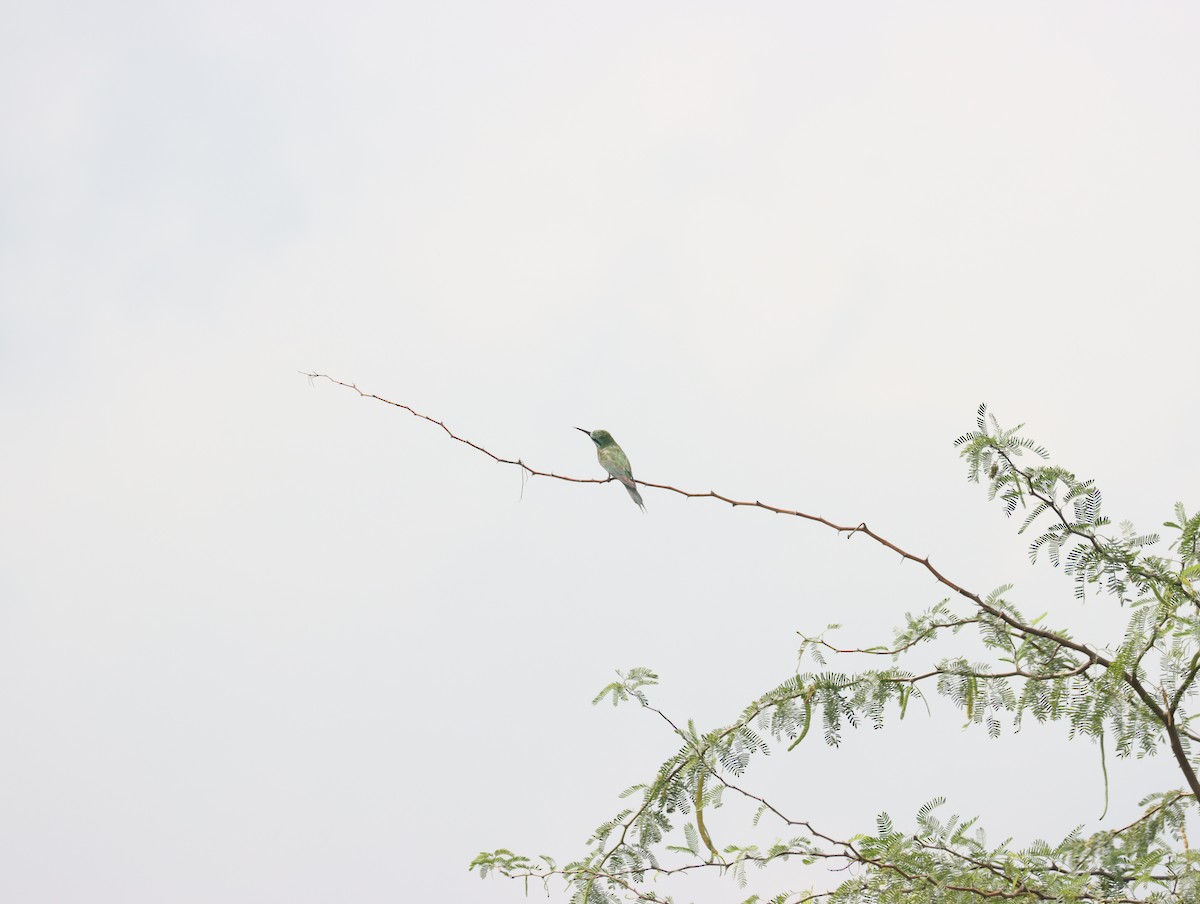Blue-cheeked Bee-eater - ML611391015