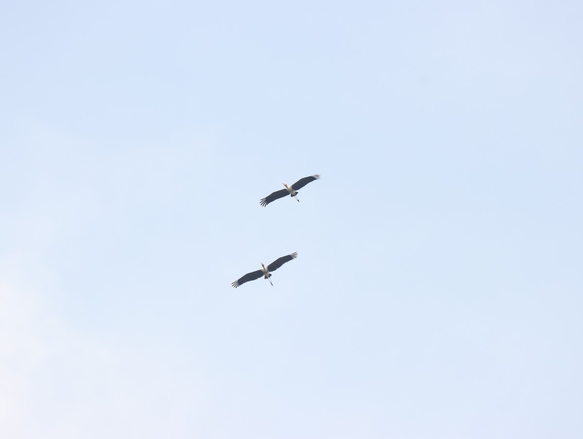 Painted Stork - ML611391024