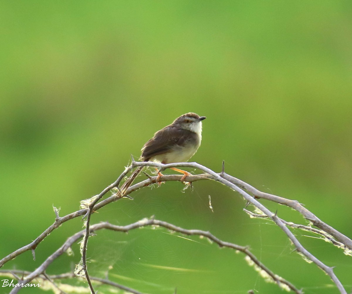 prinia sp. - Bharani Dharan B