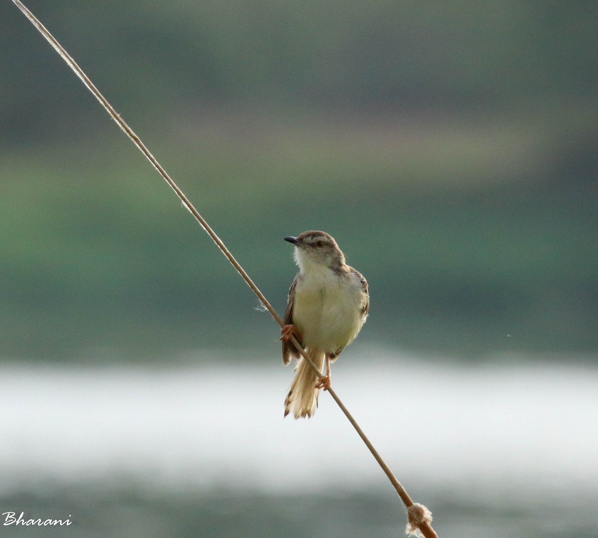 prinia sp. - ML611391028