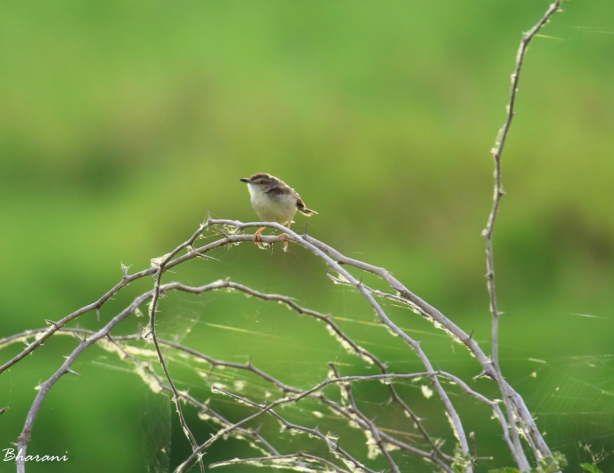 prinia sp. - ML611391029