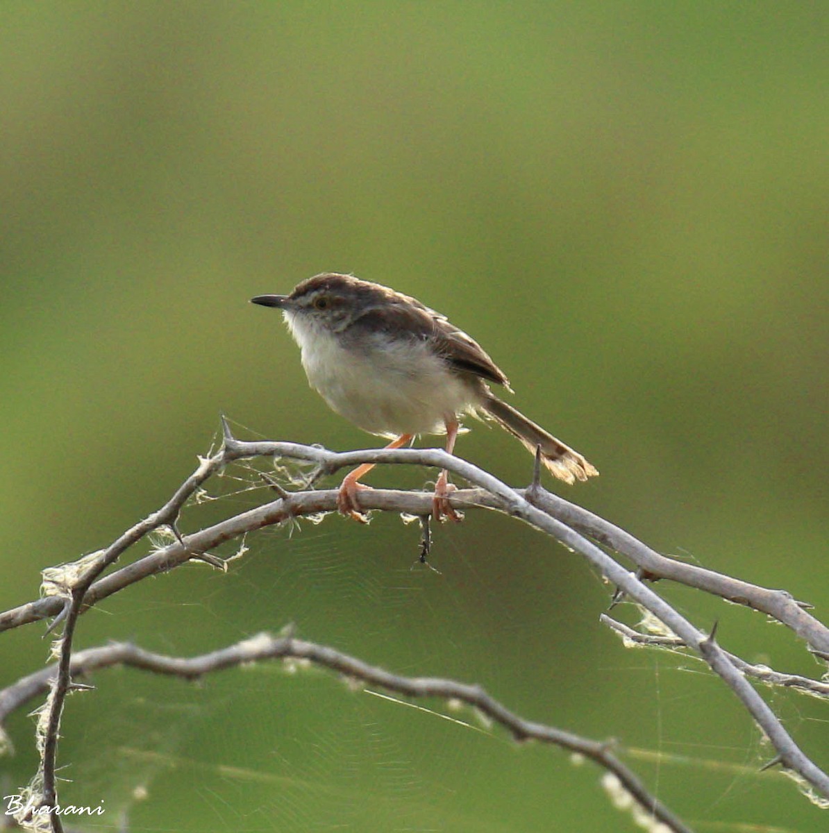 prinia sp. - Bharani Dharan B