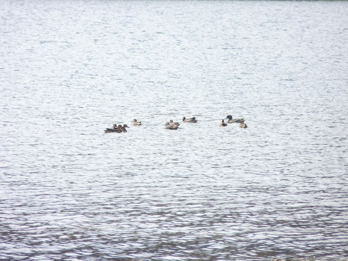 Andean Teal - ML611391223