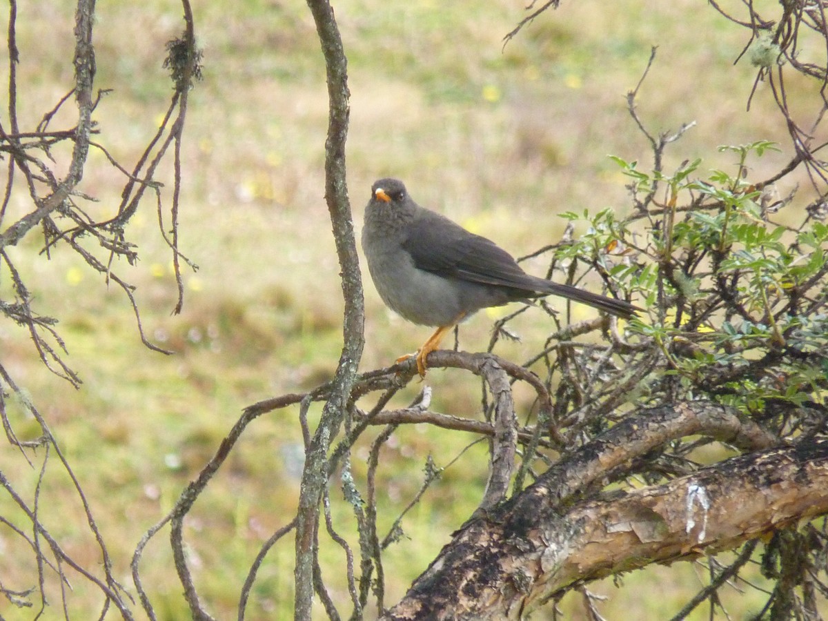 Great Thrush - Rafael Cuevas