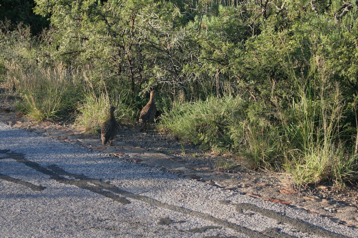 Francolin à ailes grises - ML611391245