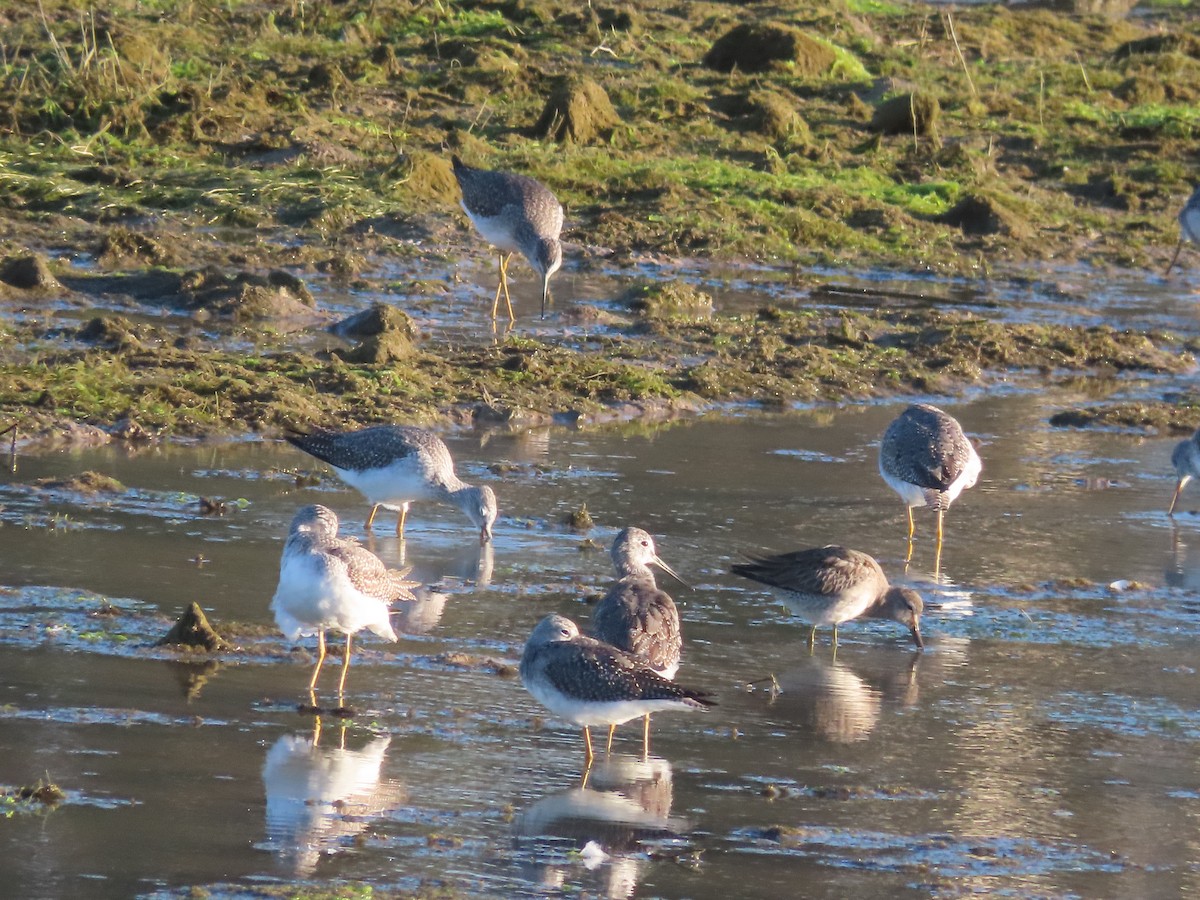 Greater Yellowlegs - ML611391273