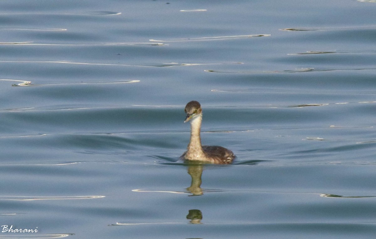 Little Grebe - ML611391281