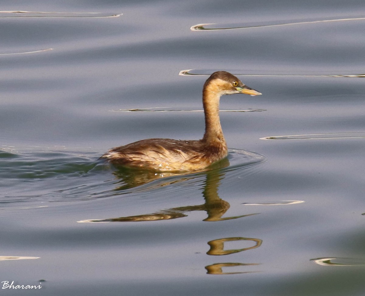 Little Grebe - ML611391284