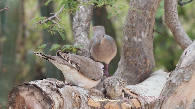 Scaled Dove - ML611391356