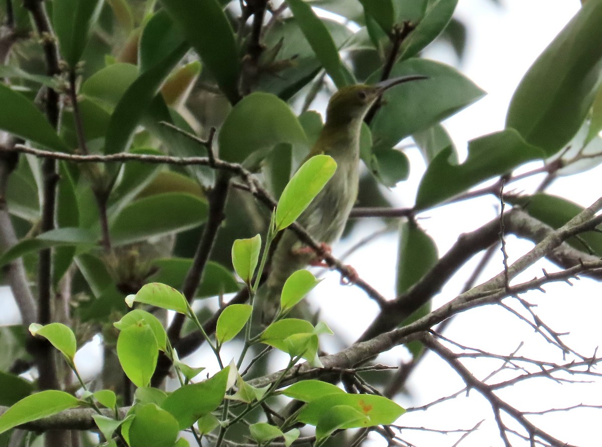 Gray-breasted Spiderhunter - YM Liew