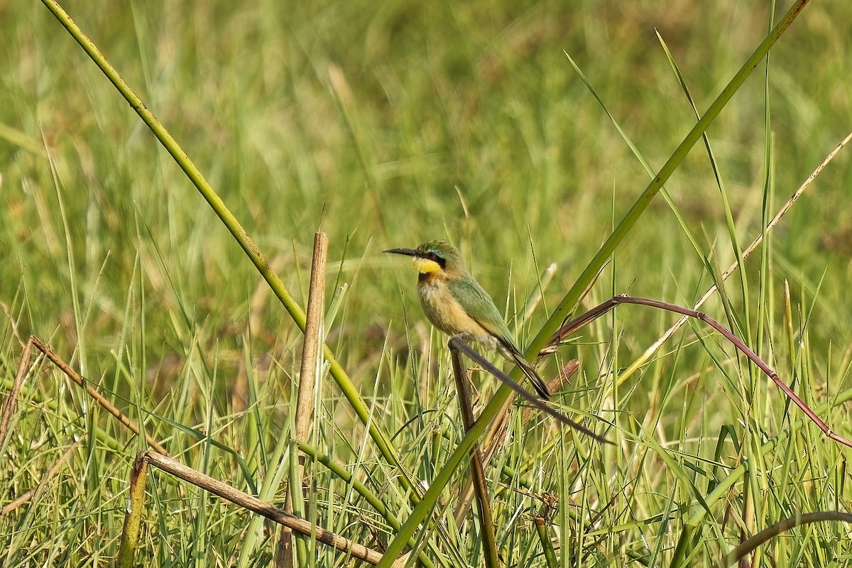 Little Bee-eater - ML611391526