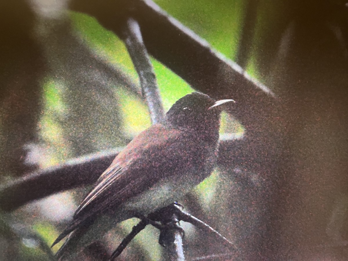 Black Paradise-Flycatcher - Rogier Niessen