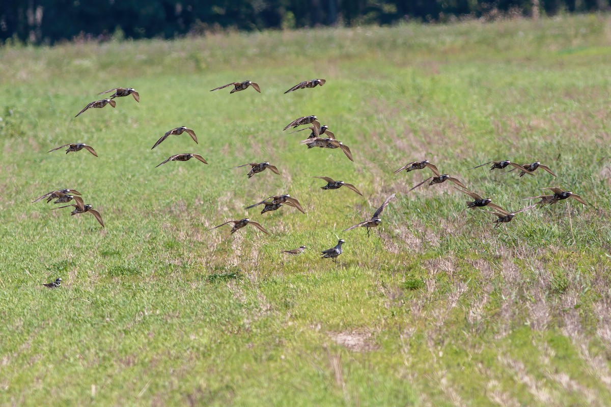 American Golden-Plover - James Kroeker