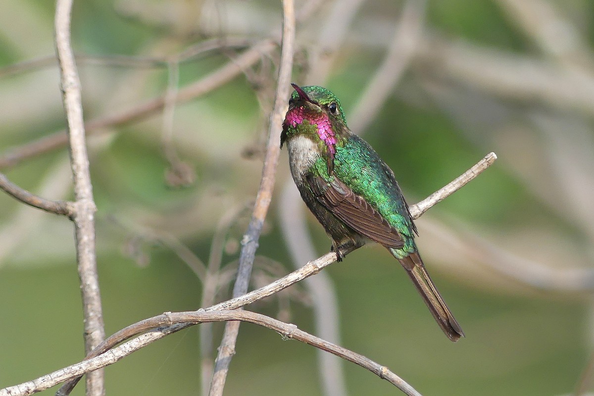 Rotbart-Sternkolibri - ML611391810