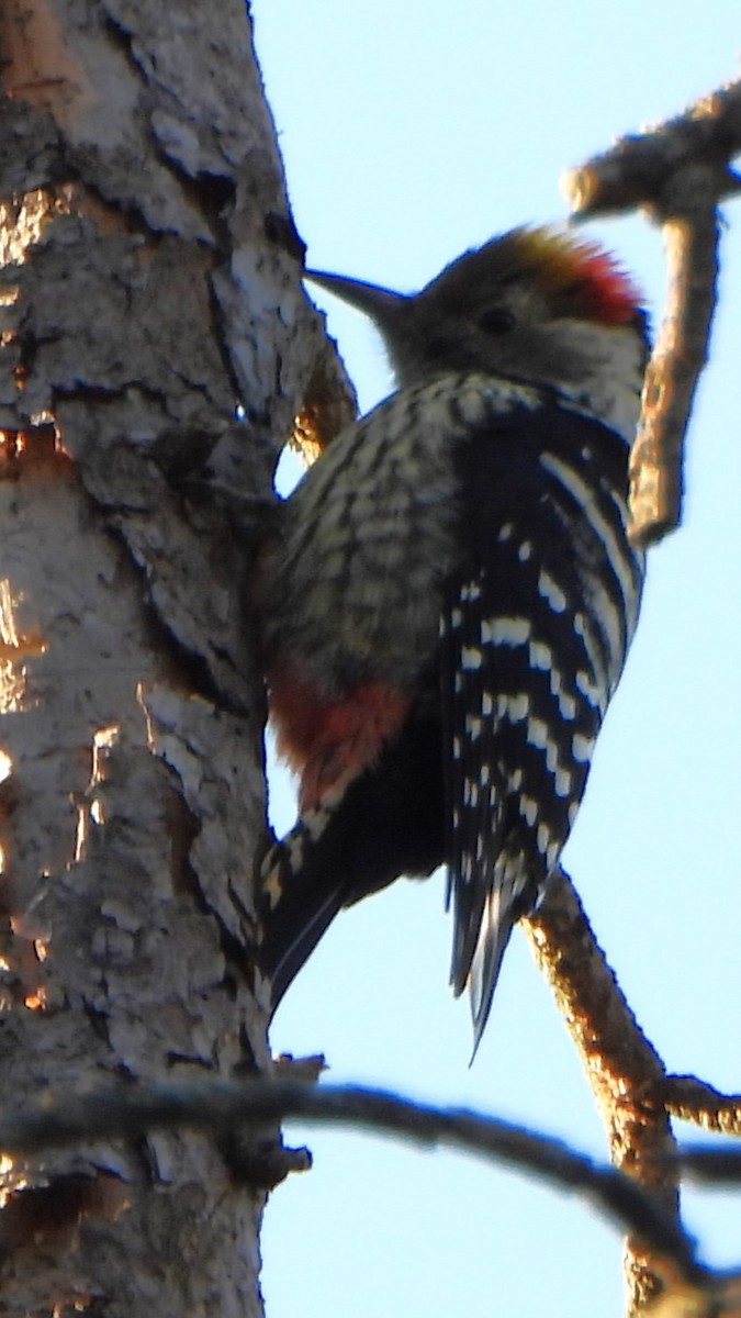 Brown-fronted Woodpecker - ML611391821