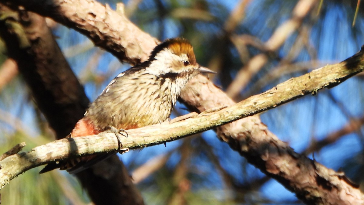 Brown-fronted Woodpecker - ML611391822