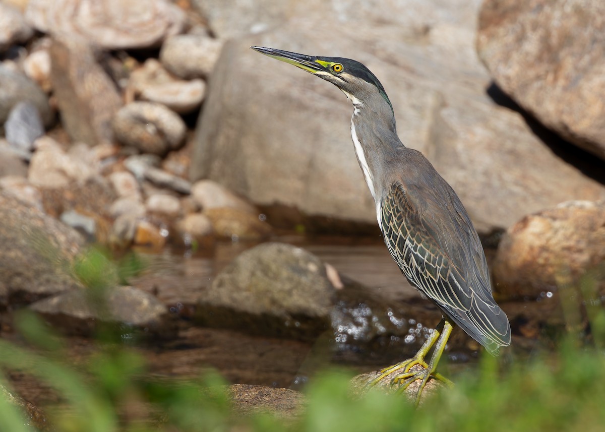 Striated Heron (Old World) - ML611391912