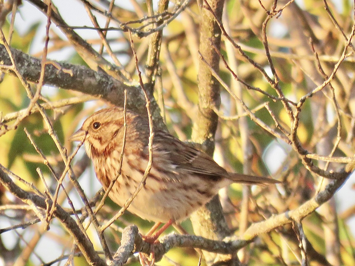 Song Sparrow - ML611391915