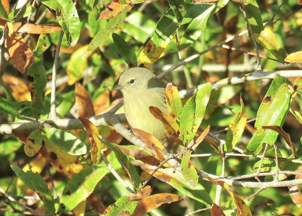 Orange-crowned Warbler - Cherrie Sneed