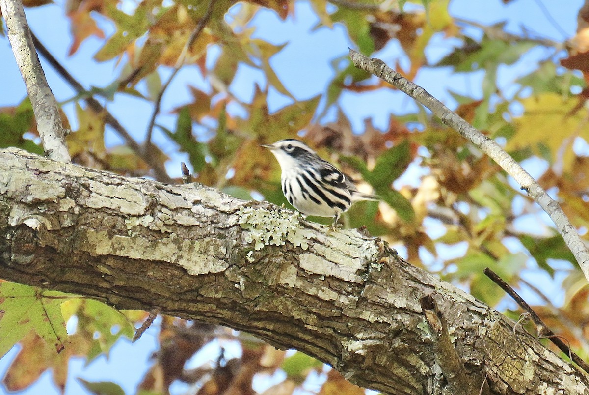 Black-and-white Warbler - Cherrie Sneed