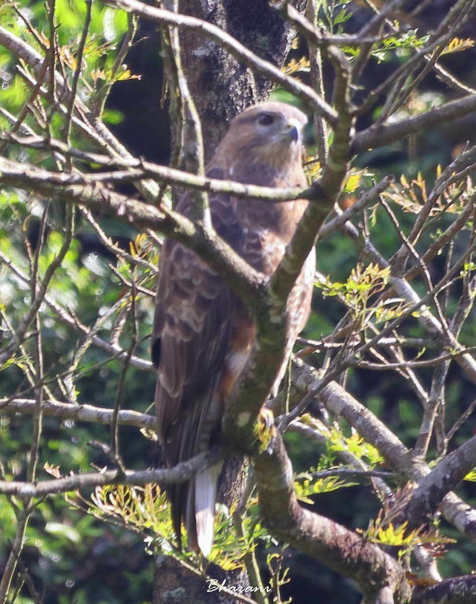 Common Buzzard - ML611391959