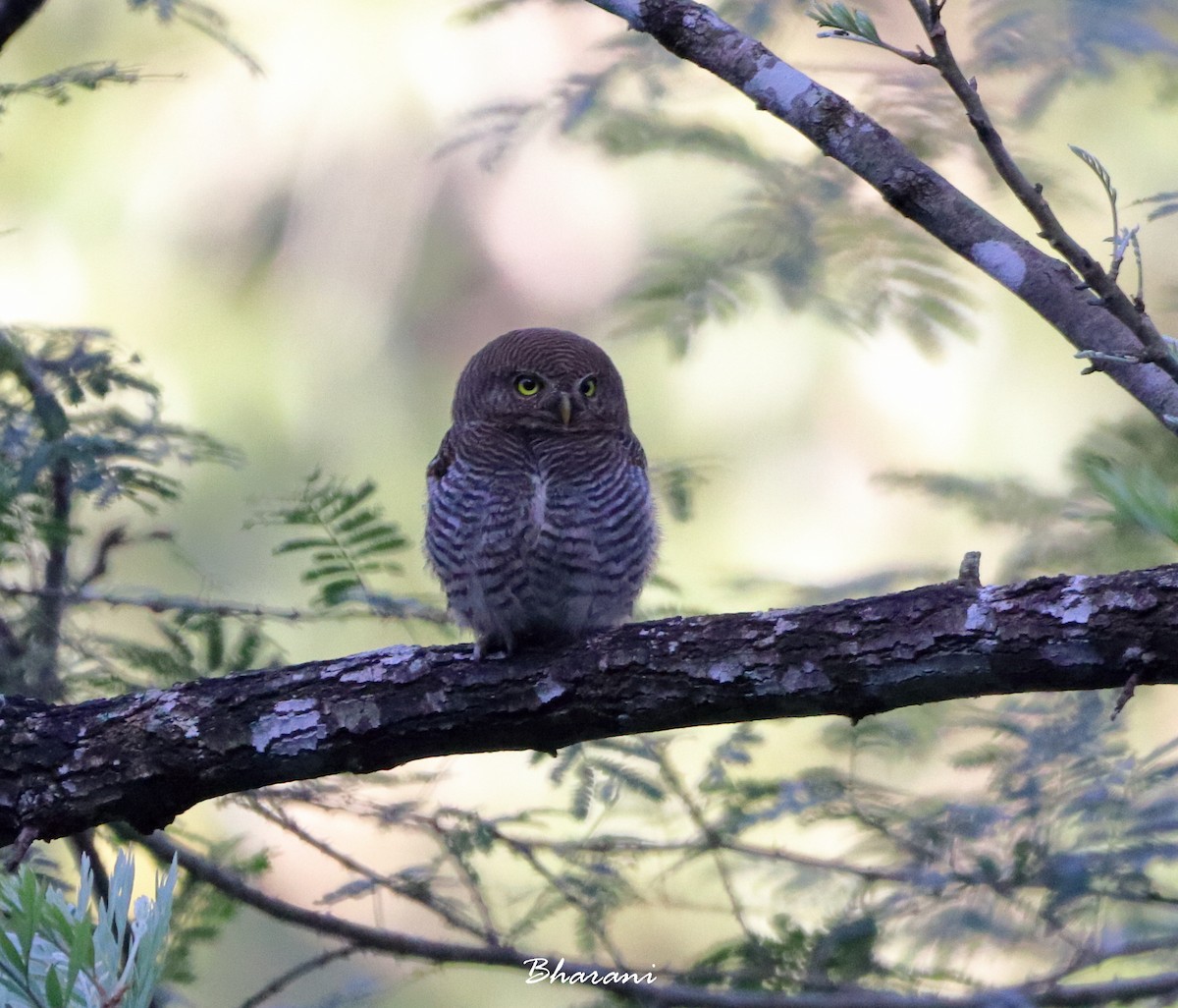 Jungle Owlet - ML611391962