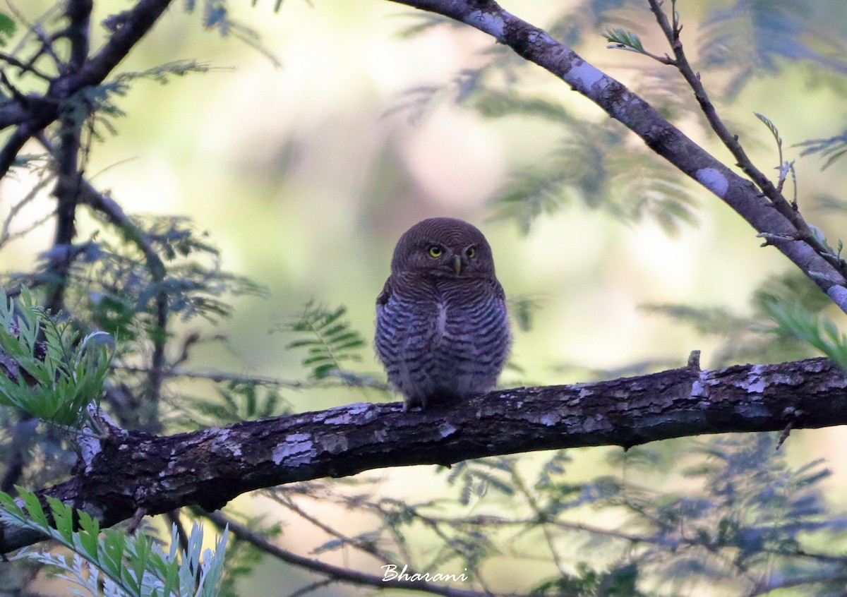 Jungle Owlet - ML611391963