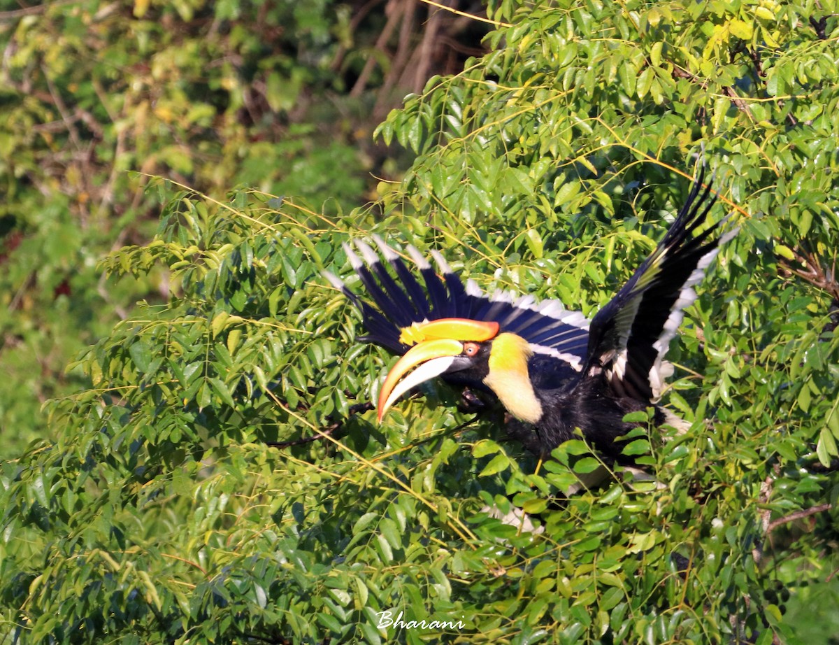 Great Hornbill - ML611391972