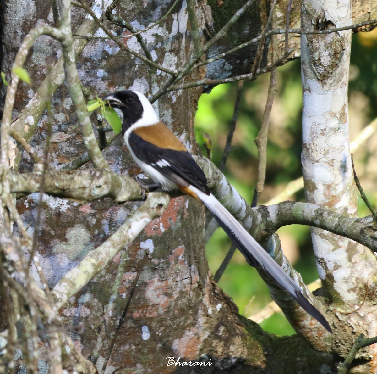 White-bellied Treepie - ML611391997