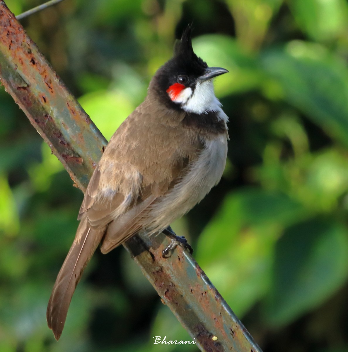 Red-whiskered Bulbul - ML611392008