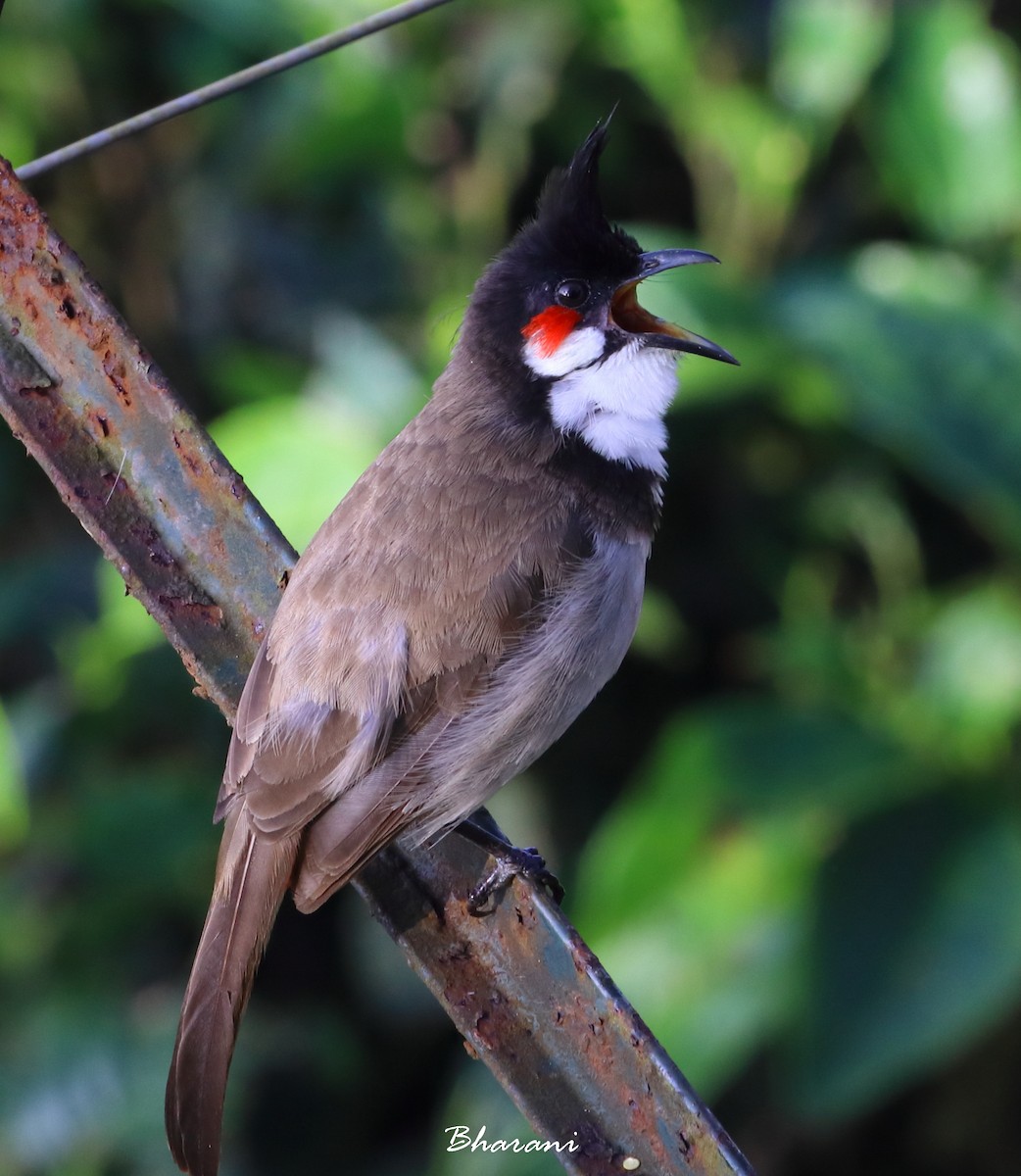 Red-whiskered Bulbul - ML611392010