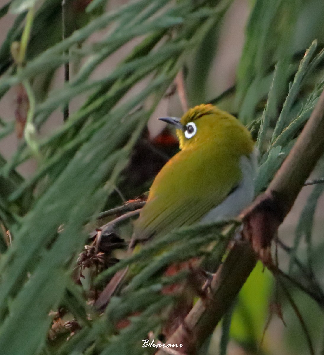 Indian White-eye - ML611392020