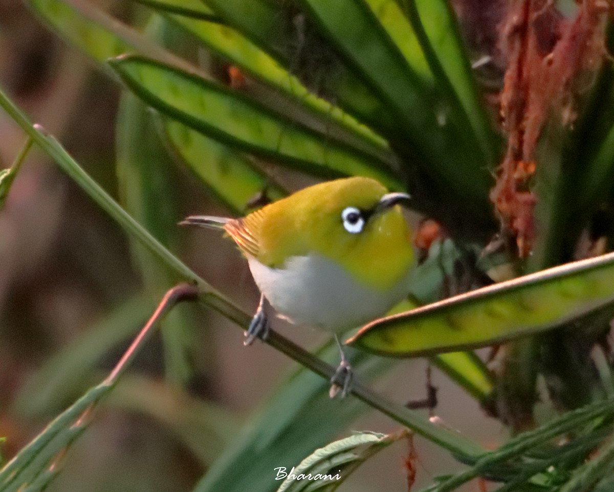 Indian White-eye - Bharani Dharan B