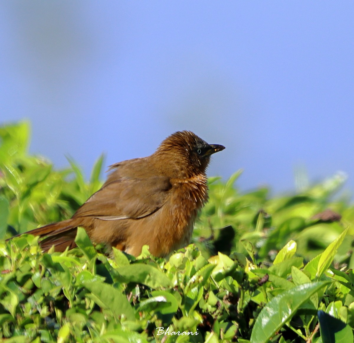 Rufous Babbler - ML611392026