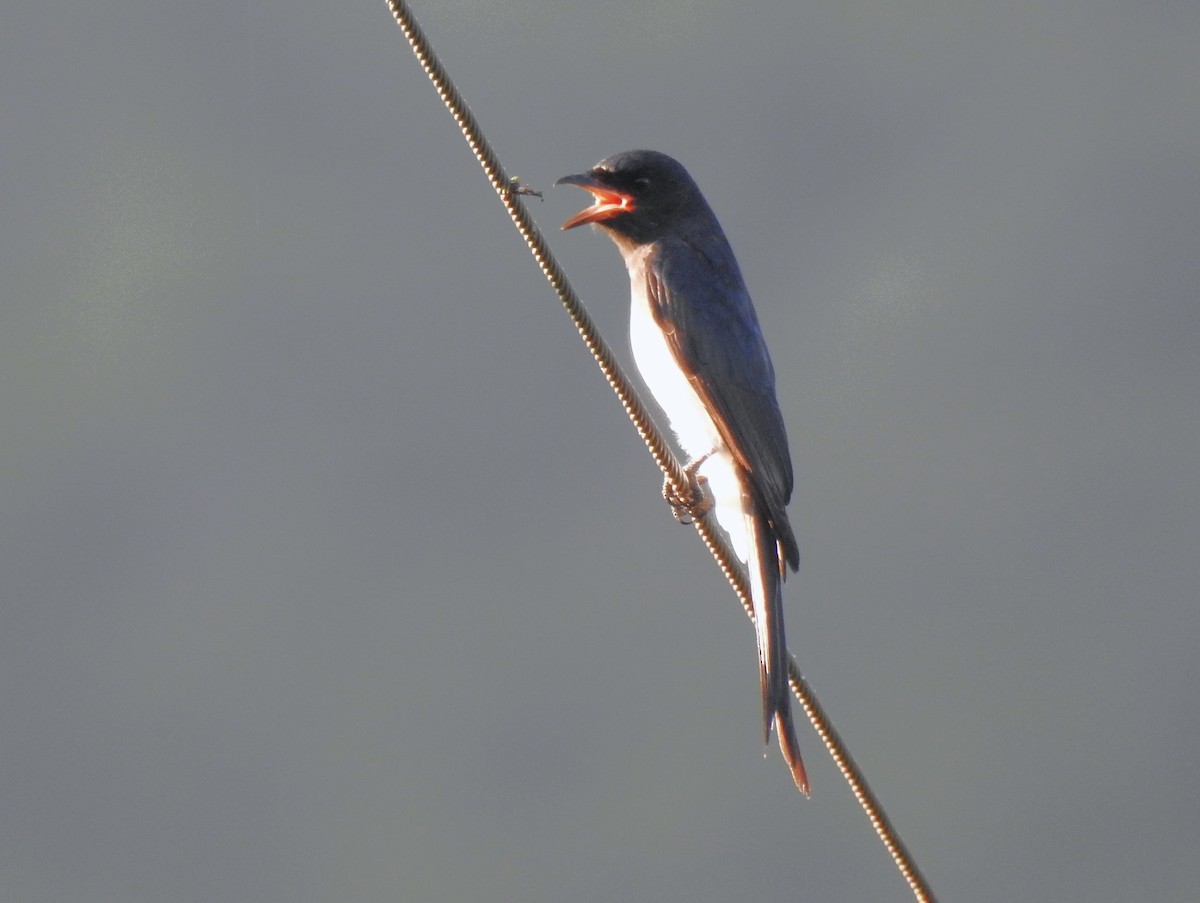 Drongo Ventriblanco - ML611392031