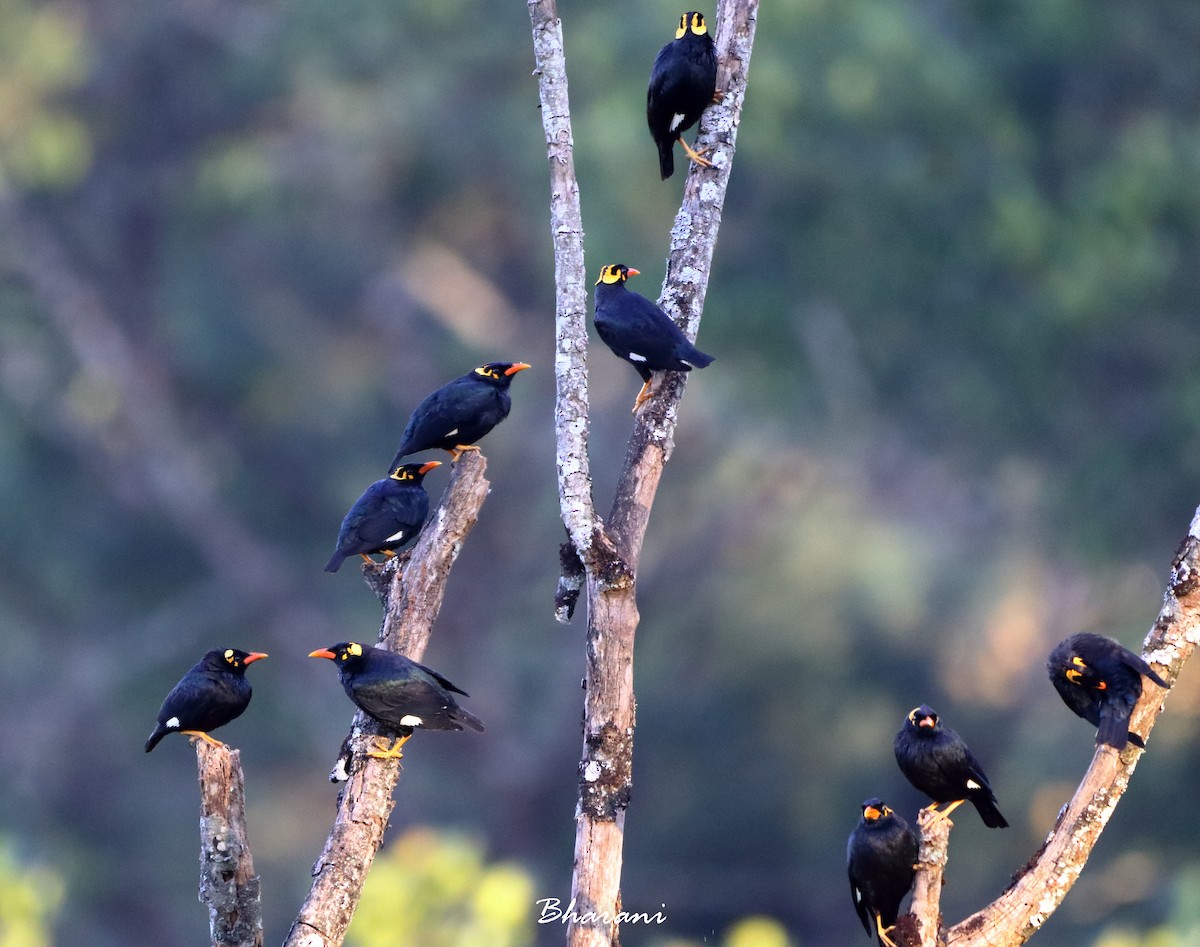 Southern Hill Myna - ML611392036