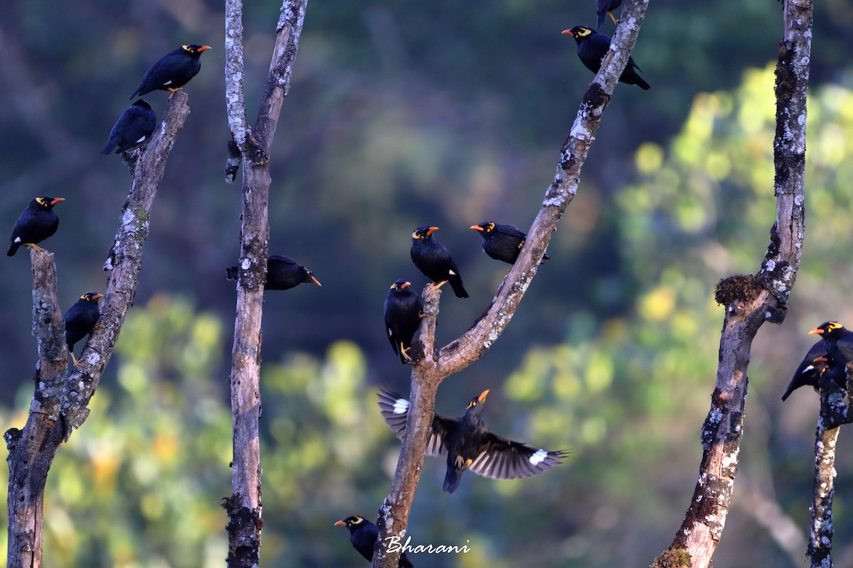 Southern Hill Myna - ML611392037