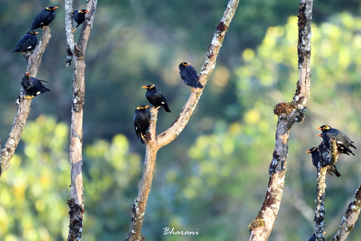 Southern Hill Myna - ML611392040