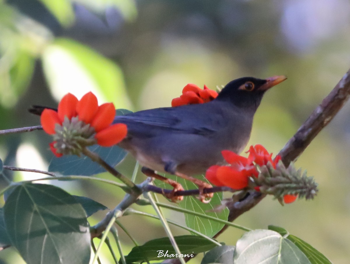 Indian Blackbird (Black-capped) - ML611392077