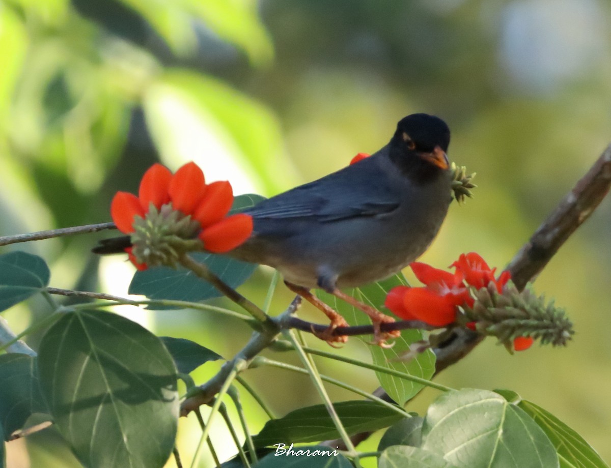 Indian Blackbird (Black-capped) - ML611392078