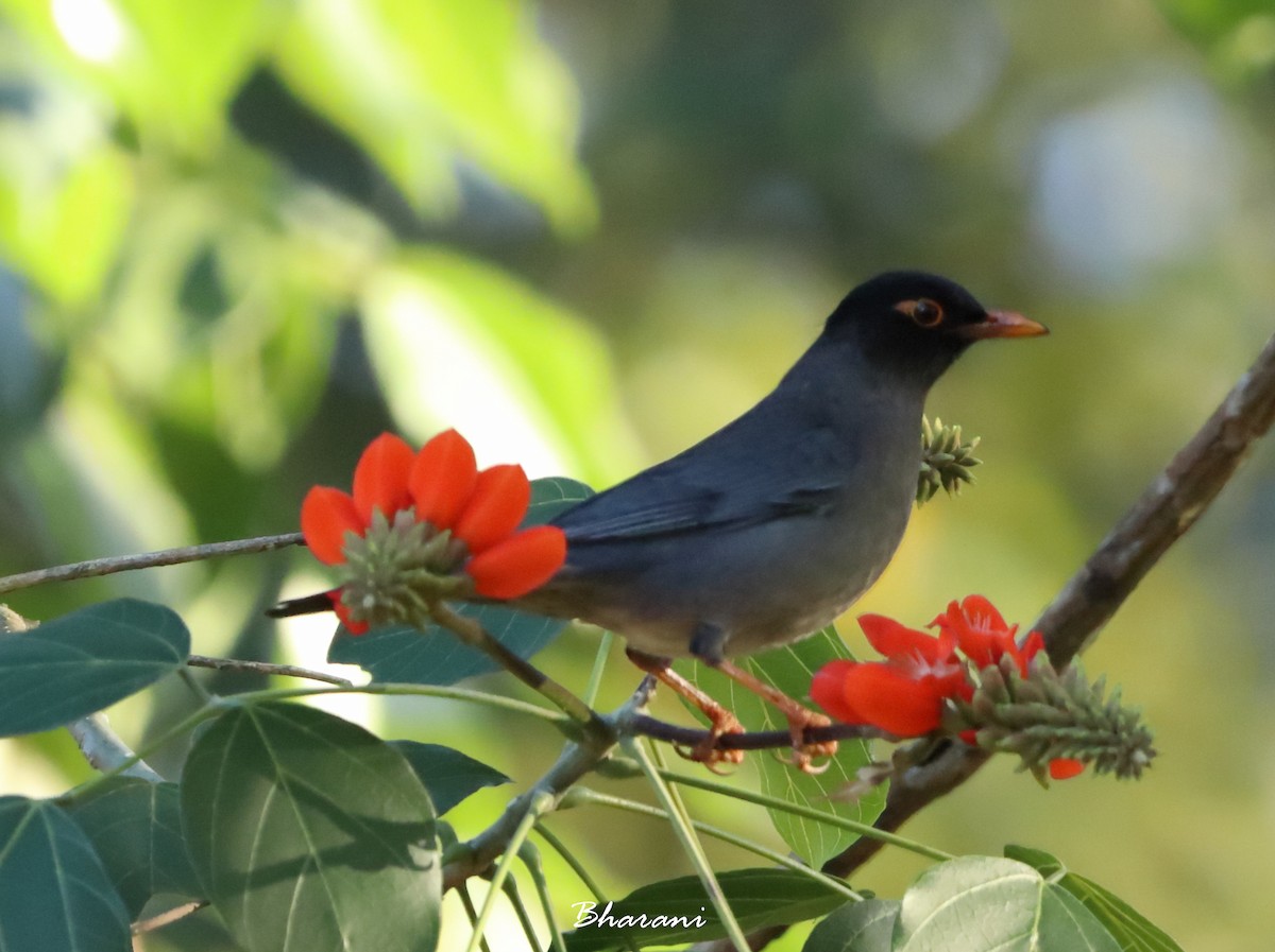 Indian Blackbird (Black-capped) - ML611392079