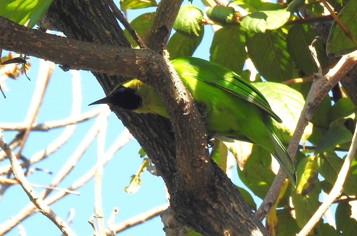 Jerdon's Leafbird - ML611392090